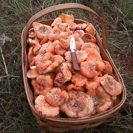 El Pozo